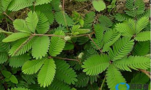 预报天气的植物_预报天气的植物有哪些